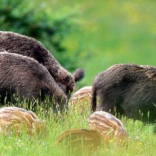 Contenimento fauna selvatica, Coldiretti Piemonte: &quot;Ora l’imprenditore agricolo ha un ruolo centrale&quot;
