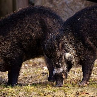 Coldiretti Piemonte: &quot;Bene i controlli della Asl e dell’Istituto Zooprofilattico sulla carne di cinghiale&quot;