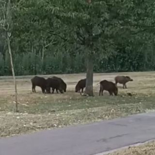 Nichelino, un gruppo di cinghiali scorrazza tra via Miraflores e il parco del Boschetto