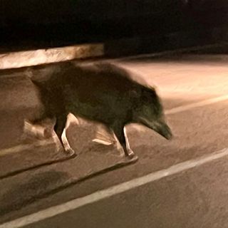 Cinghiali a spasso per Mirafiori
