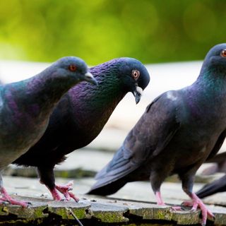 Colombi, le associazioni ricorrono al Tar: "Fermiamo la strage" Colombi, le associazioni ricorrono al Tar: "Fermiamo la strage"