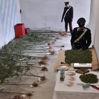 Coltiva una piantagione di marijuana nei boschi: arrestato un operaio