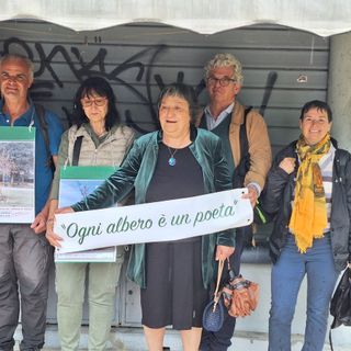 Finisce in tribunale il caso degli alberi di corso Belgio