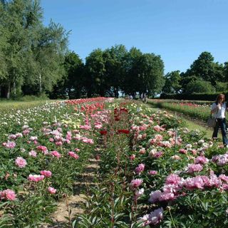 A Carmagnola ritorna l'appuntamento con “Peonie in Fiore”