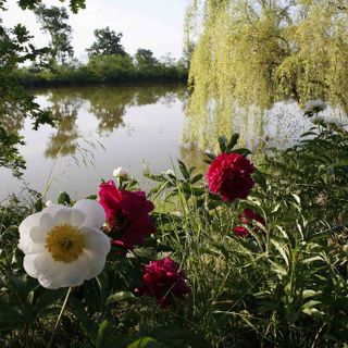 Carmagnola, al via la 14esima edizione “Peonie in Fiore”
