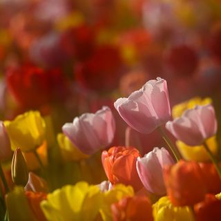 Al Castello di Pralormo, un weekend all'insegna del gusto e dell'artigianato con Messer Tulipano