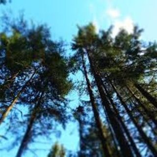 A Collegno 40 alberi adottati dalle famiglie per il progetto &quot;Alberi in Comune&quot;