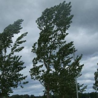 alberi e vento forte