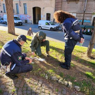 Completato il censimento delle aree cani del Torinese: si vuole contrastare l'abbandono di bocconi avvelenati
