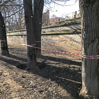 alberi parco tesoriera