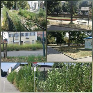 Aree verdi: borgo Filadelfia e dintorni promossi, ma con qualche riserva [FOTO]