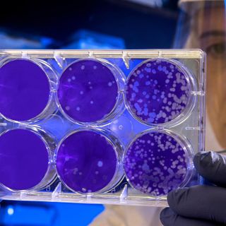 Coronavirus, l'effetto si sente anche negli alberghi: calo nell'occupazione delle camere a gennaio: &quot;Niente allarmismi&quot;