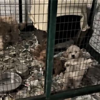 La carica dei 51, ma in allevamenti-lager. Indagati due allevatori e un veterinario: tenevano i cani in condizioni &quot;precarie&quot;