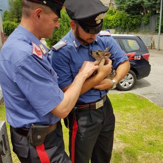 Tavagnasco, cucciolo di capriolo salvato dai Carabinieri