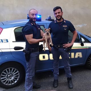 Cucciolo abbandonato salvato lunedì sera dalla Polizia a Torino