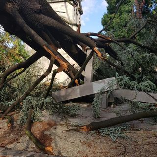 Maltempo, alberi crollano al cimitero Monumentale: tombe danneggiate Maltempo, alberi crollano al cimitero Monumentale: tombe danneggiate