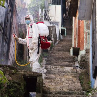 Disinfestazione urgente