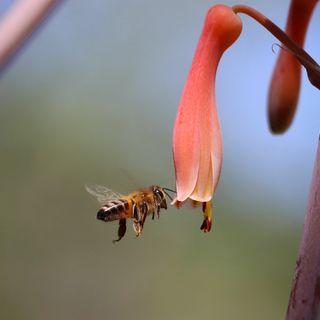 Disinfestare insetti