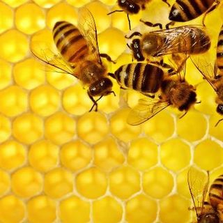 Per monitorare l'ambiente le api urbane produrranno miele sul tetto di Environment Park