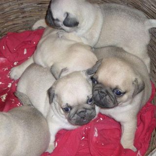 Cuccioli di cane detenuti in condizioni disastrose, scoperto allevamento abusivo
