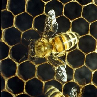 Torino: arnie sul tetto della Casa dell'Ambiente