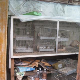 Grugliasco: cattura cardellini, scoperto dalle guardie della Lac è stato denunciato per sequestro di animali e furto
