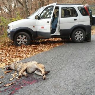 Giovane lupa investita e uccisa da un'auto sulla Strada Provinciale di Verna