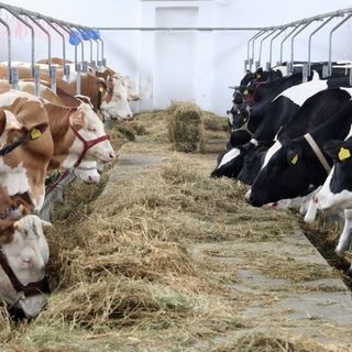 Piemonte &amp; Carrefour, nasce la prima intesa sul marchio “Piemunto”