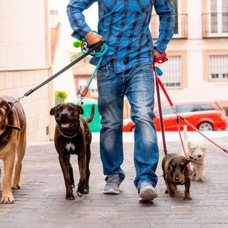 Albo dei &quot;Dog Sitter&quot;: online il modulo di iscrizione all'elenco regionale