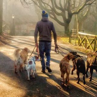 dog sitter