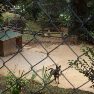 Quattro zampe piemontesi in cerca di famiglia