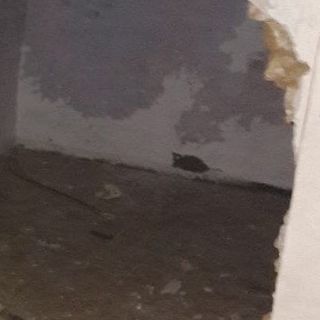Verolengo, abbattono un muro e danneggiano un edificio: denunciati quattro adolescenti