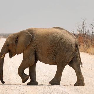 Contro il traffico delle specie protette: a Torino presentazione del &quot;Calendario CITES&quot;