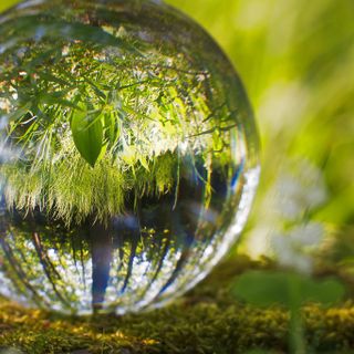 Giornata dell'Ambiente: porte aperte da Enerbrain per salvare 170 milioni di alberi
