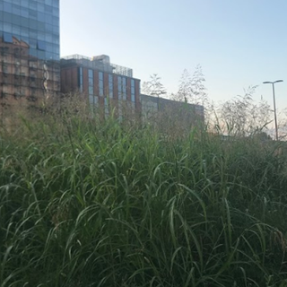 Erba alta a Torino, la giungla urbana rende pericolose le rotonde: allarme in città