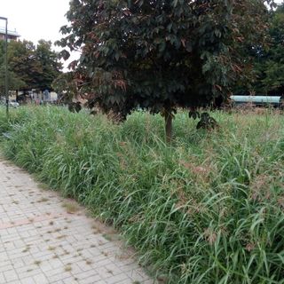 E’ di nuovo allarme erba alta a Mirafiori sud