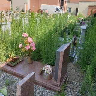 erba alta cimitero di nichelino