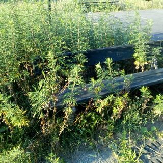 La giungla dei giardinetti di via Plava a Torino (FOTO E VIDEO)