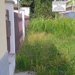 Erba alta e arbusti di oltre un metro: è emergenza verde a Nichelino