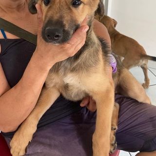 cucciolo di cane in braccio a una persona