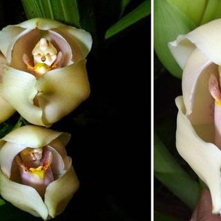 Fiori che dimenticano di essere fiori