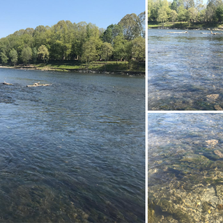 Coronavirus, il lockdown frena l’inquinamento: a Torino le acque del Po sono limpide come non mai [FOTO e VIDEO]