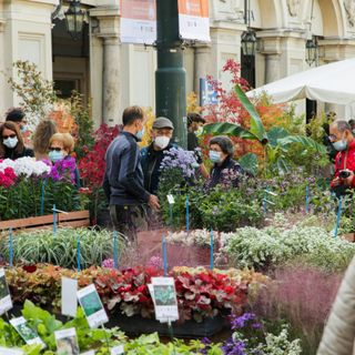 Da venerdì a domenica Torino si colora con l'edizione primaverile di Flor