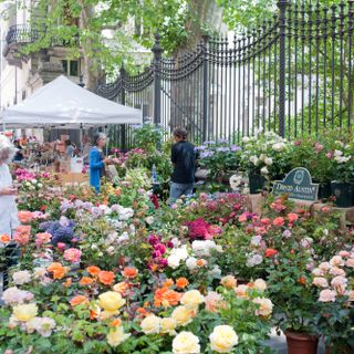 Flor, la mostra mercato che trasformerà il centro di Torino in un grande giardino