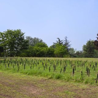 forestazione