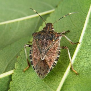 Danni da cimice asiatica, la Regione attiva 5,5 milioni di euro per gli indennizzi alle aziende agricole