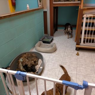 cani custoditi in una casa cani custoditi in una casa