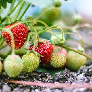 San Mauro, entra nel vivo la tradizionale festa delle Fragole
