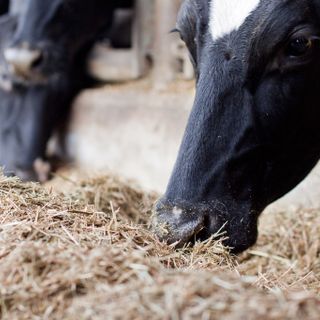 Le mucche sane e genuine di Cascina Fontanacervo pascolano a Degusté