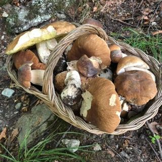 Con le piogge è boom di funghi, Coldiretti: &quot;Il clima dei prossimi giorni farà la differenza&quot;